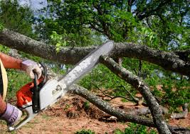 Best Tree and Shrub Care  in USA